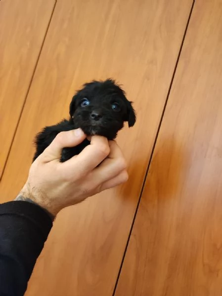 cucciolo maltipoo toy | Foto 0