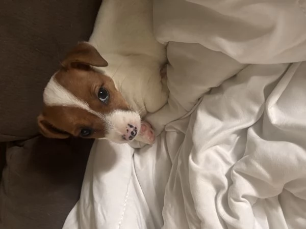 Jeck Russell  | Foto 1