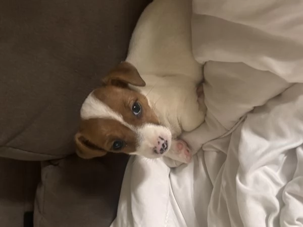 Jeck Russell  | Foto 0