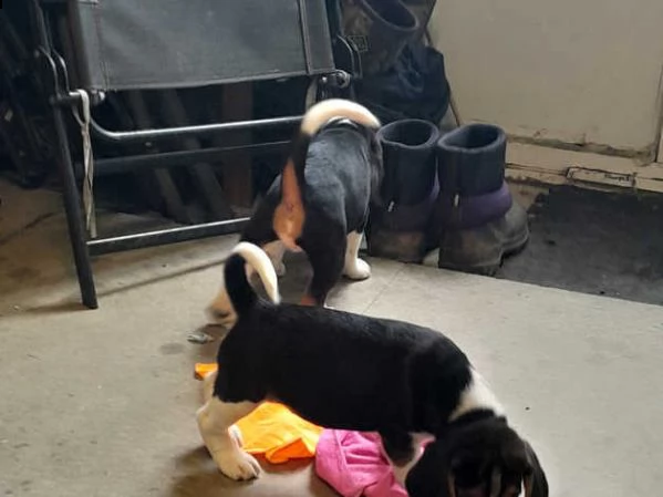 cuccioli di beagle | Foto 4