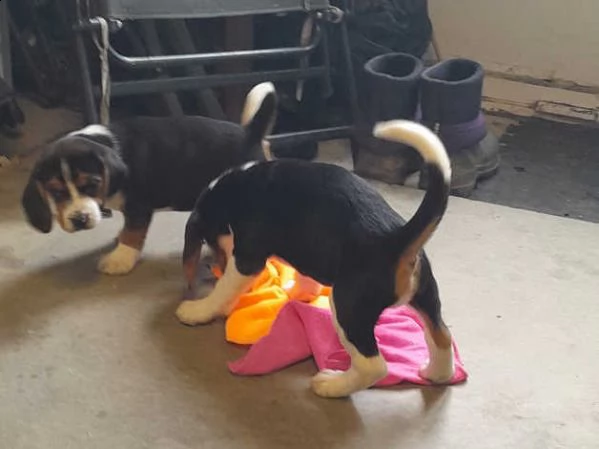 cuccioli di beagle | Foto 3