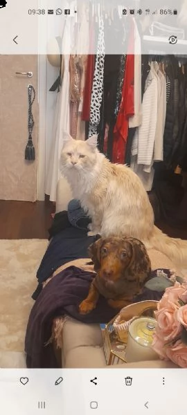 regalo maine con di 3 anni non castrato con microchip