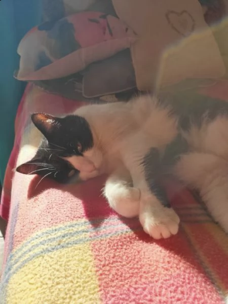 gatta adulta bianca e nera