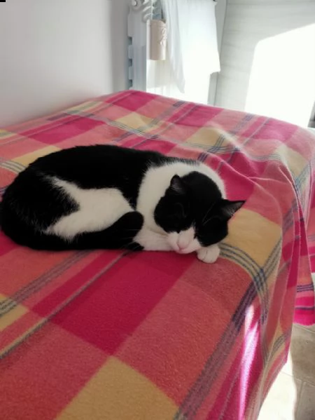 gatta adulta bianca e nera | Foto 4