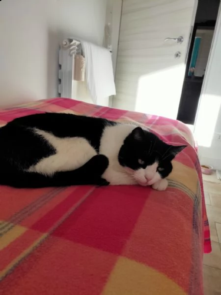 gatta adulta bianca e nera | Foto 3