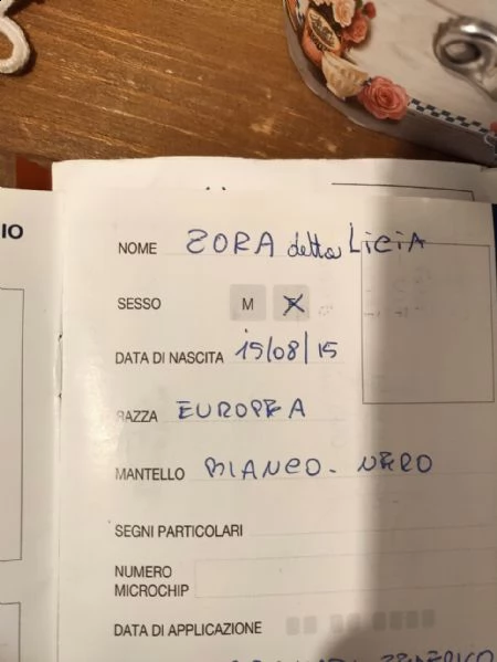 gatta adulta bianca e nera | Foto 2