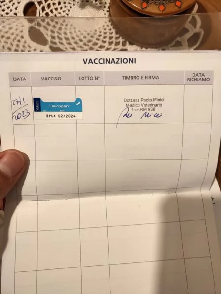 gatta adulta bianca e nera | Foto 0