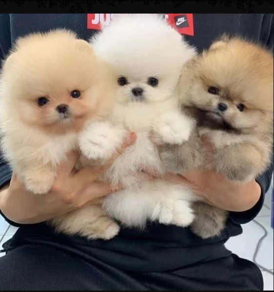 adorabile cuccioli di pomerania giocattolo