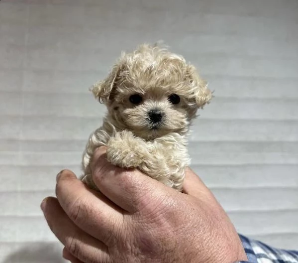 vendesi cuccioli di maltipoo sani | Foto 0