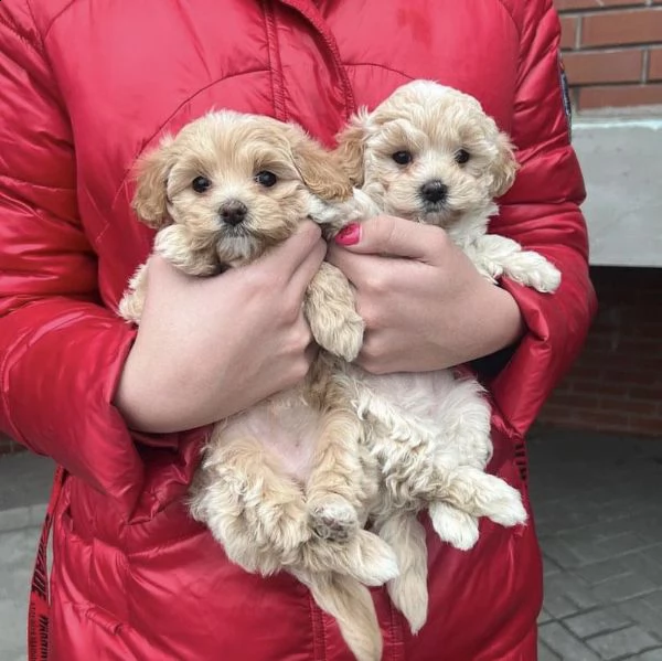vendesi cuccioli di maltipoo sani