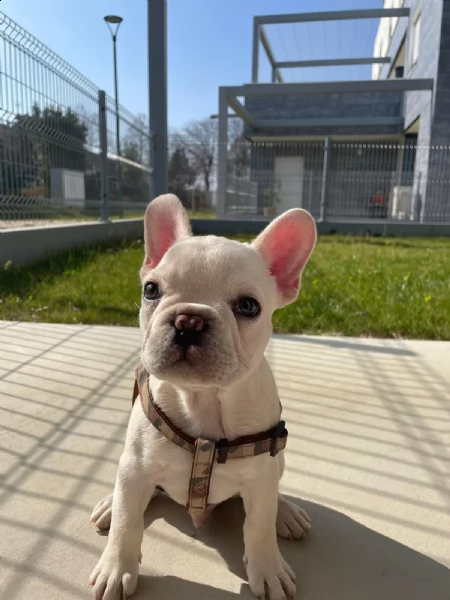 vendo cucciolo bulldog francese