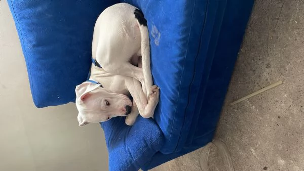 dogo argentino  | Foto 2