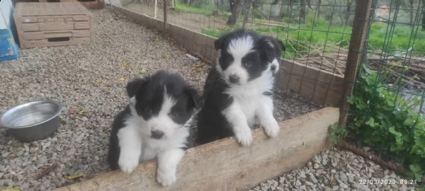 super cuccioli di border collie  | Foto 4