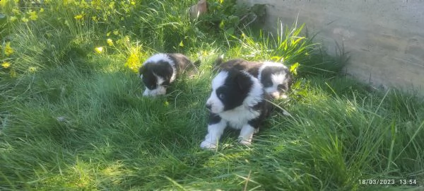 super cuccioli di border collie  | Foto 3