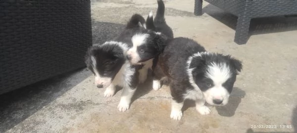 super cuccioli di border collie  | Foto 2