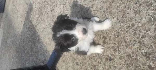 super cuccioli di border collie  | Foto 1