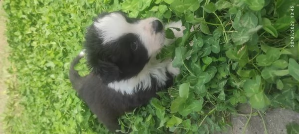 super cuccioli di border collie  | Foto 0