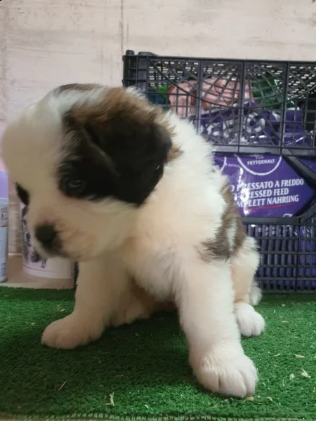 cuccioli san bernardo pelo corto e pelo lungo | Foto 6