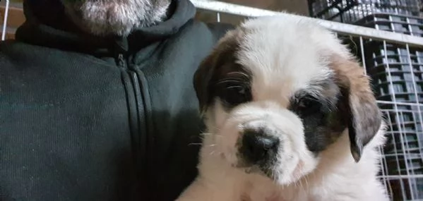 cuccioli san bernardo pelo corto e pelo lungo | Foto 5