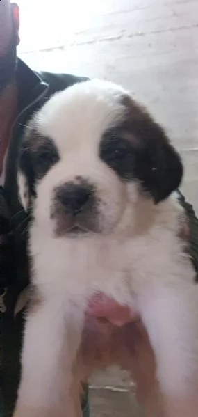 cuccioli san bernardo pelo corto e pelo lungo | Foto 4