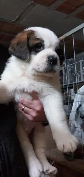 cuccioli san bernardo pelo corto e pelo lungo | Foto 3
