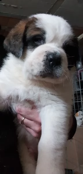cuccioli san bernardo pelo corto e pelo lungo