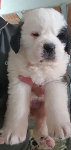 cuccioli san bernardo pelo corto e pelo lungo | Foto 1