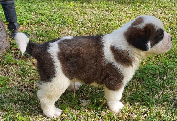 cuccioli san bernardo pelo corto e pelo lungo | Foto 0