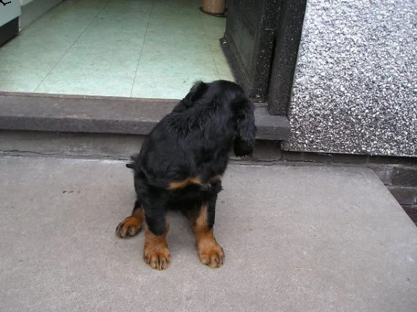 cuccioli di setter gordon  | Foto 0