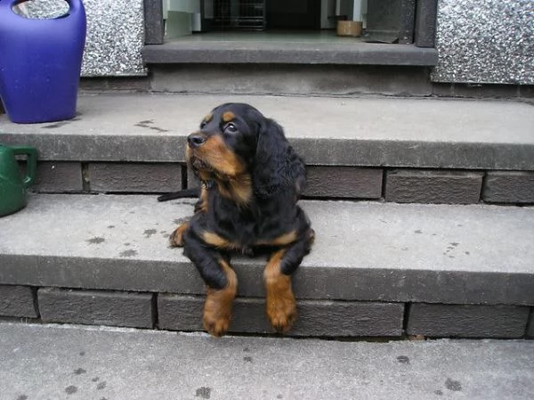 cuccioli di setter gordon 