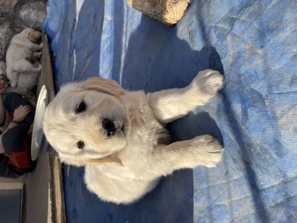 cuccioli golden retriever  | Foto 6
