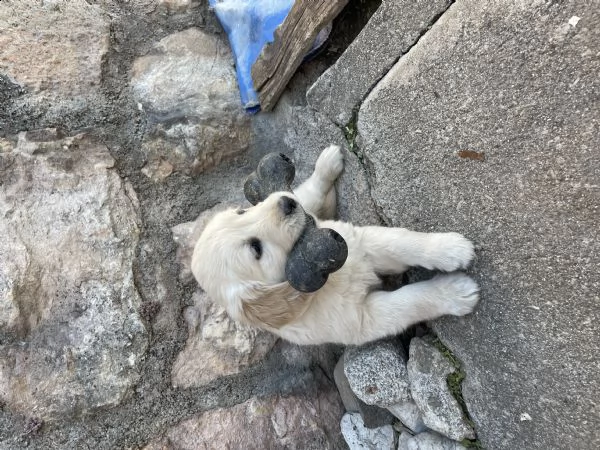 cuccioli golden retriever 