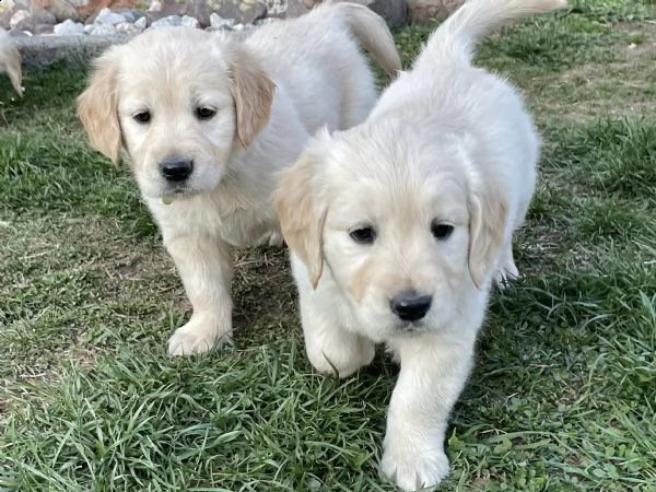 cuccioli golden retriever  | Foto 5