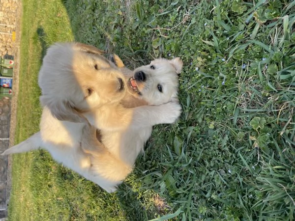 cuccioli golden retriever  | Foto 4