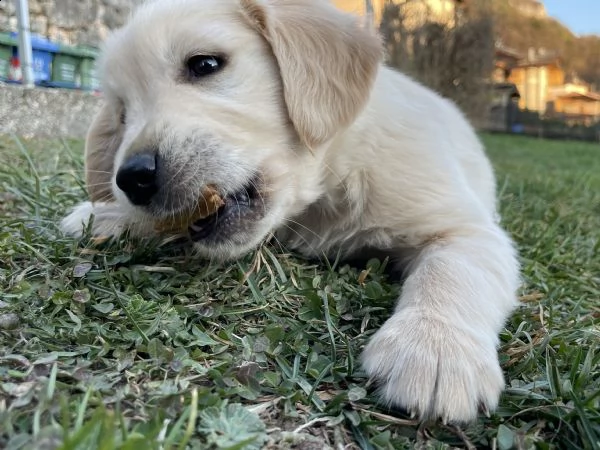 cuccioli golden retriever  | Foto 3