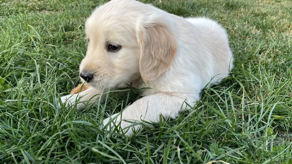 cuccioli golden retriever  | Foto 1