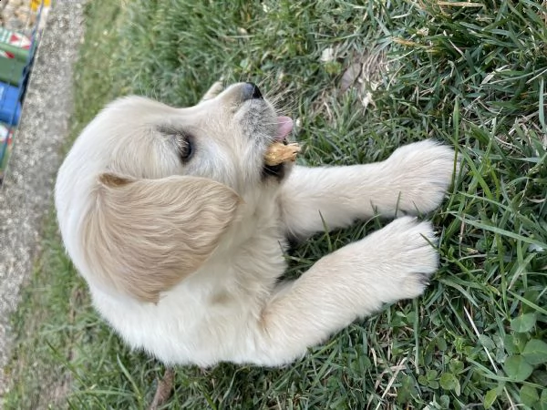 cuccioli golden retriever  | Foto 0