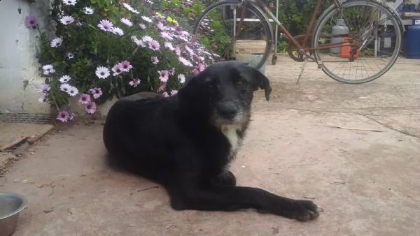 cagnolina cerca casa