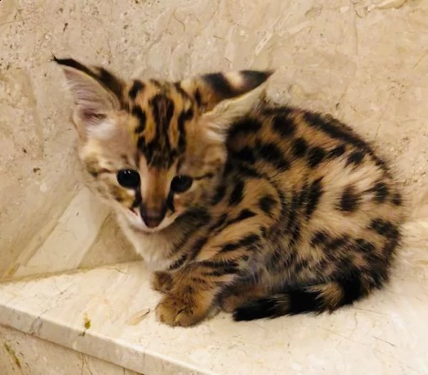 disponibili cuccioli della savana f3 f4 e f5 | Foto 6