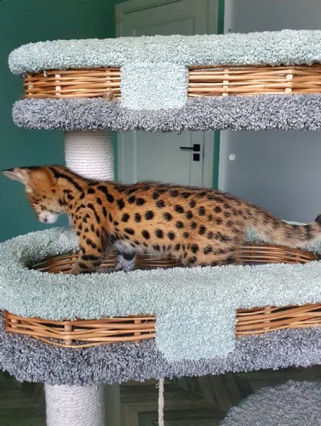 disponibili cuccioli della savana f3 f4 e f5 | Foto 4