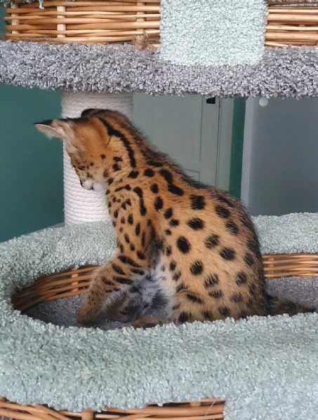disponibili cuccioli della savana f3 f4 e f5 | Foto 3