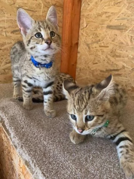disponibili cuccioli della savana f3 f4 e f5 | Foto 2