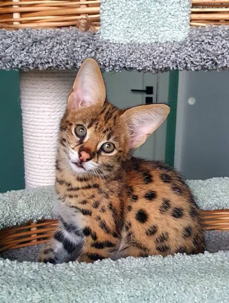 disponibili cuccioli della savana f3 f4 e f5