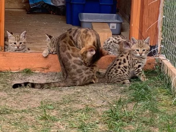 disponibili cuccioli della savana f3 f4 e f5 | Foto 1