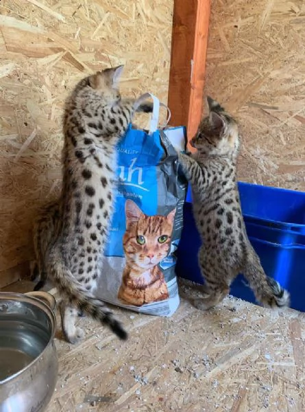 disponibili cuccioli della savana f3 f4 e f5 | Foto 0