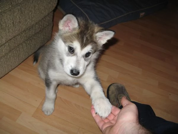 cuccioli alaskan malamute