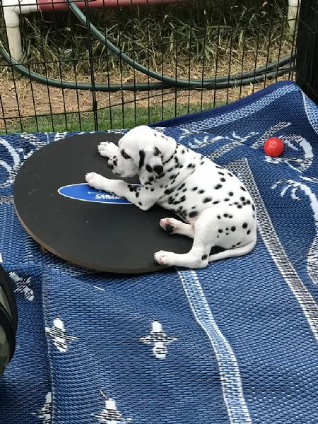 cuccioli di dalmata | Foto 0