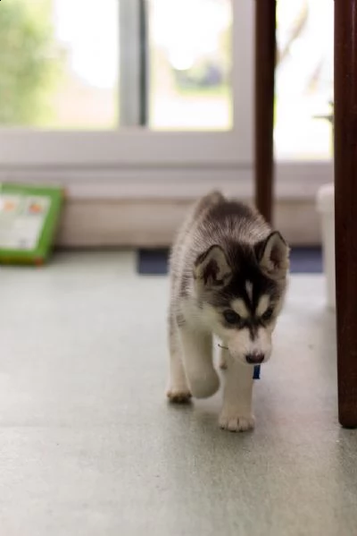 cuccioli di siberian husky | Foto 0