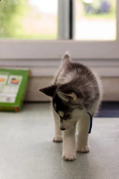 cuccioli di siberian husky