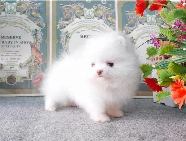 regalo  volpino pomerania mini toy